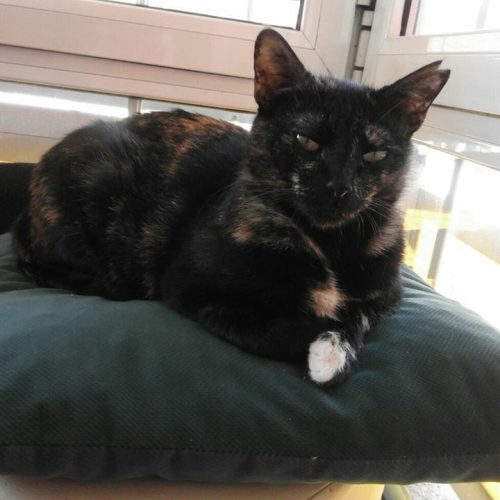 18268389_10155449778474614_4762961143351642955_n