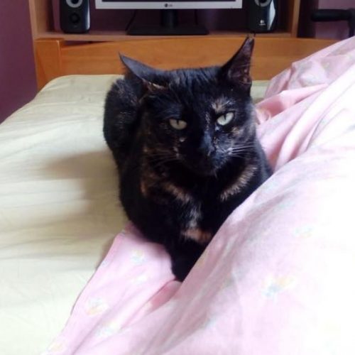 40091149_10156925806989614_6303728607055314944_n