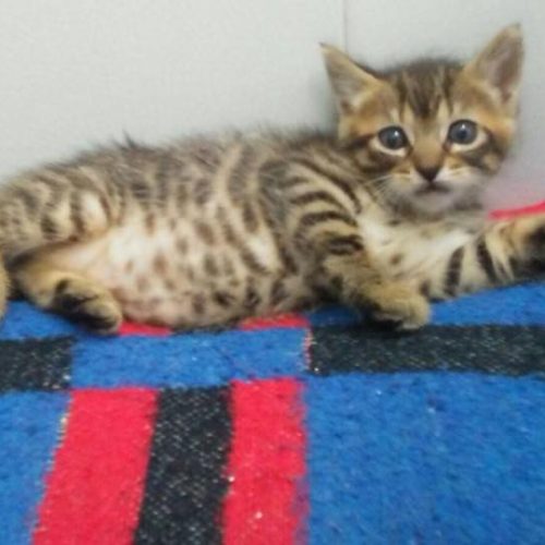 40452349_10156937103764614_3274296119428907008_n