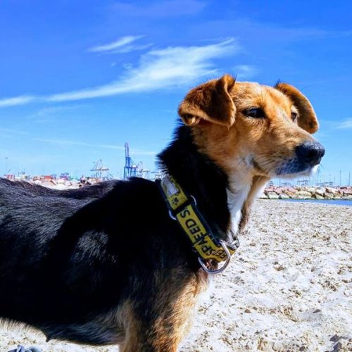 53853874_10157439266739614_428311224137023488_n