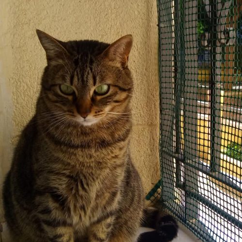 AMERICA 25 FEBRERO 2022 3