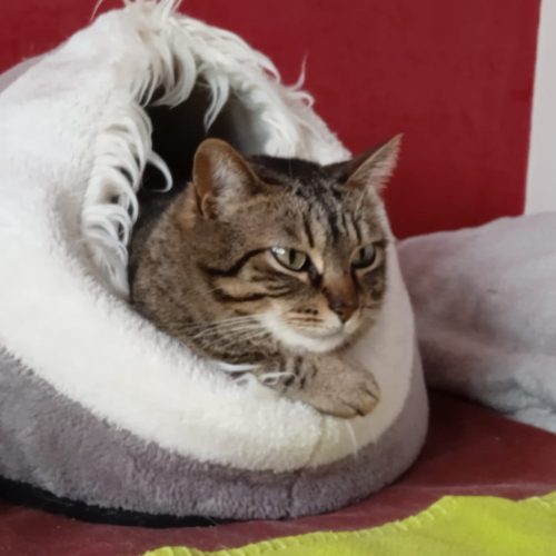 America 27 abril 2023 1