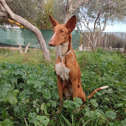 IMG-20250211-WA0103(1)