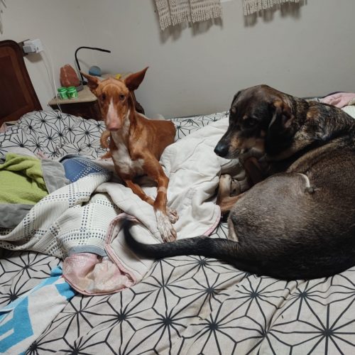 IMG-20250313-WA0019(1)