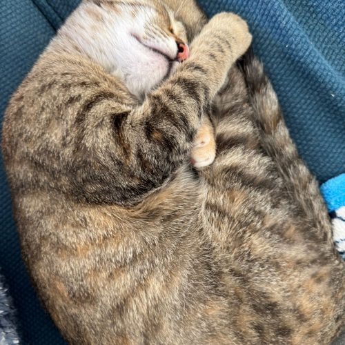 IMG-20260222-WA0081 (1)