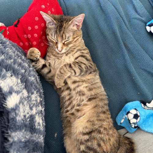 IMG-20260222-WA0082 (1)