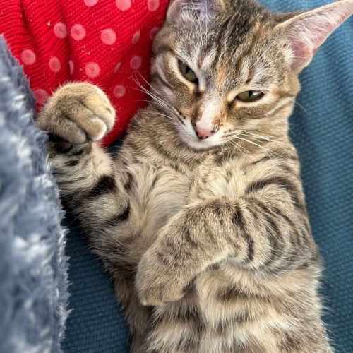 IMG-20260222-WA0084 (1)