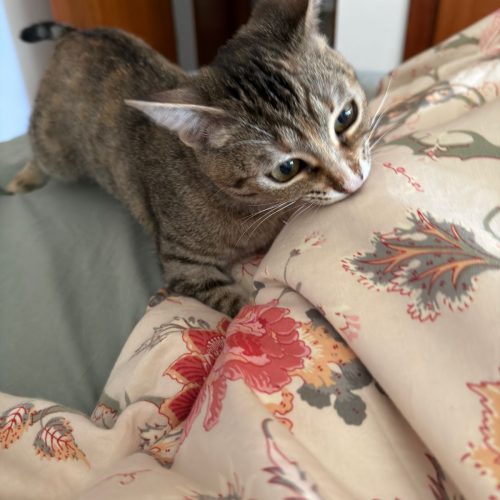 IMG-20260222-WA0086 (1)