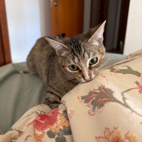 IMG-20260222-WA0087 (1)