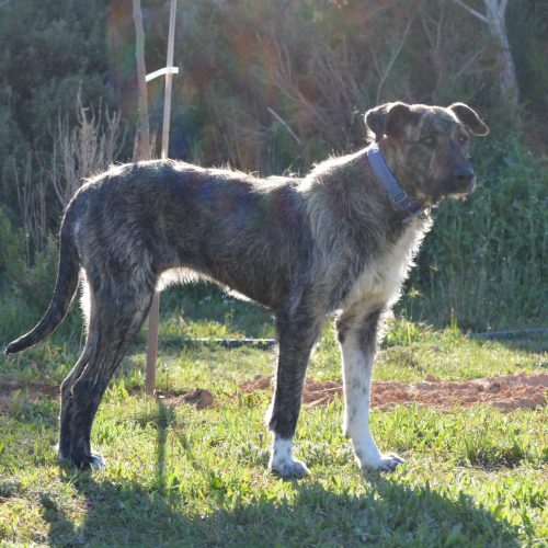 IMG-20260315-WA0048 - copia