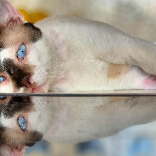 WhatsApp Image 2026-01-31 at 19.24.19